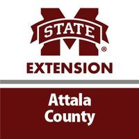 Attala County Extension Office – Evergreens in MS Are Showing the Effects of the Christmas Freeze