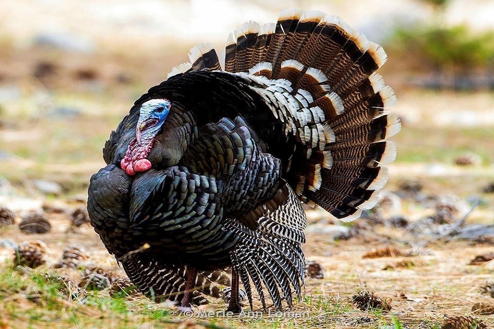 ANTELOPE: Region 7 offers 50 Block Management Areas for 2020 spring turkey season
