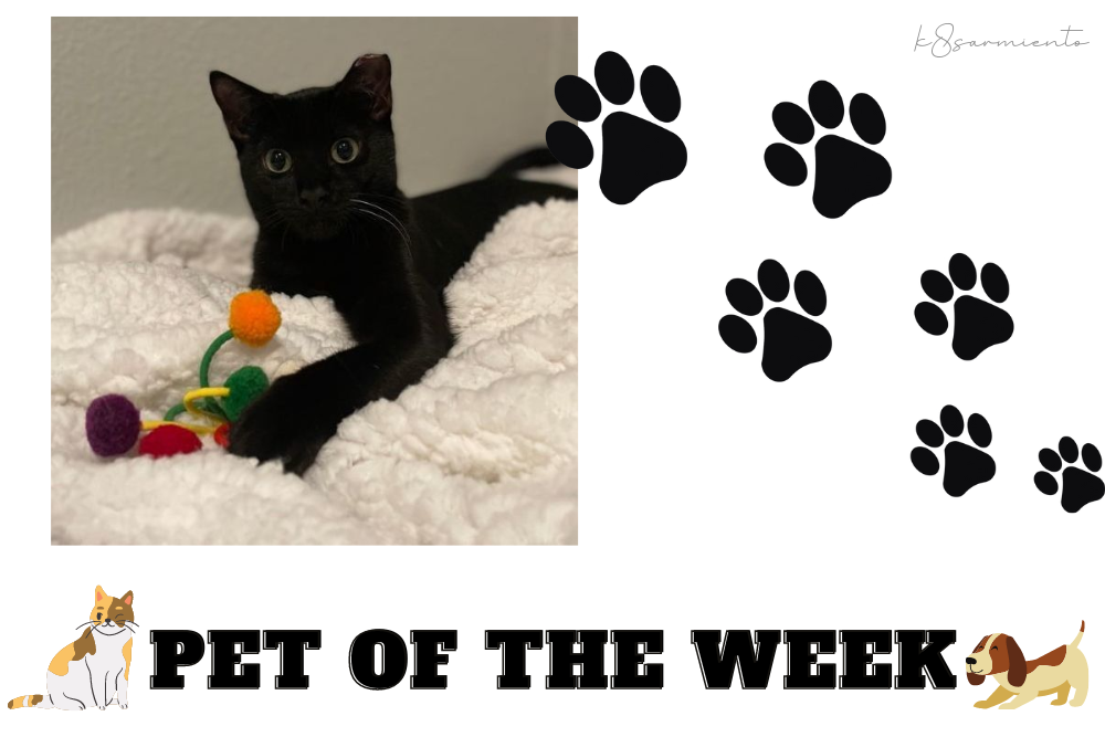 Pet of the Week: Tiny