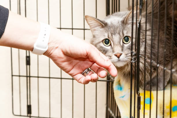 This cat with kittens needs a rescue This cat with kittens needs a rescue