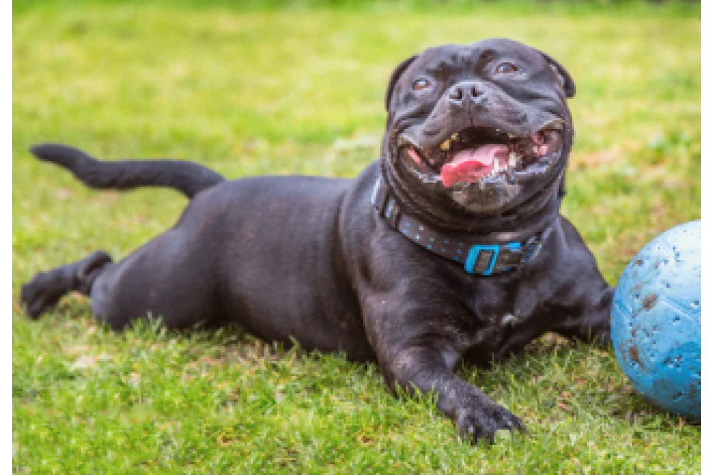 Dog Licensing is upon us!