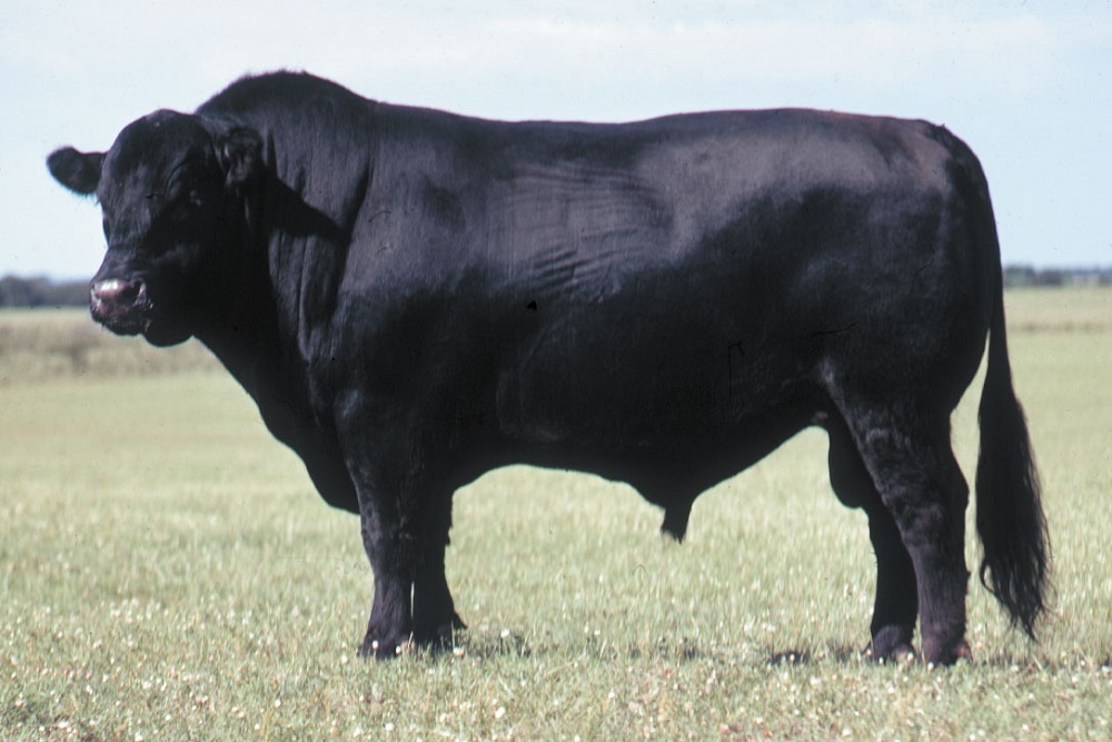 Annual bull sale March 23