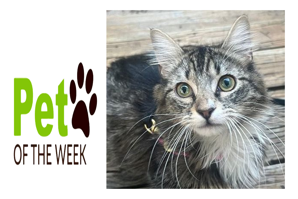 Pet of the Week: Jelly Bean