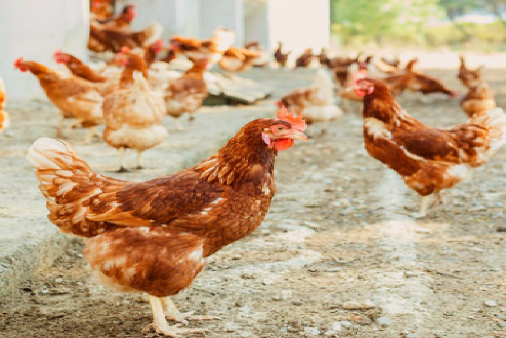 How to protect your flock from Avian Influenza