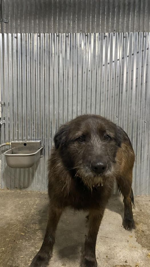 Wolf Point Police Department: Male Dog Picked Up at Cenex West Wolf Point Police Department: Male Dog Picked Up at Cenex West