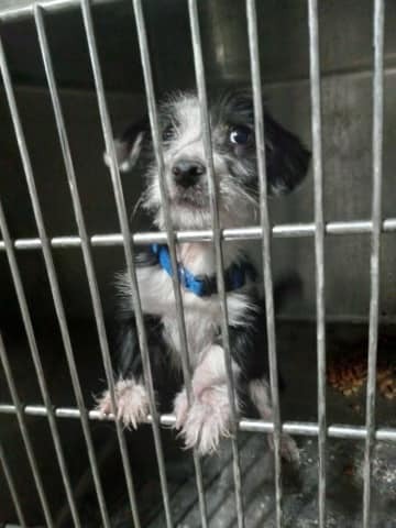 Wolf Point Police Department: Two Dogs Are Currently in the Pound