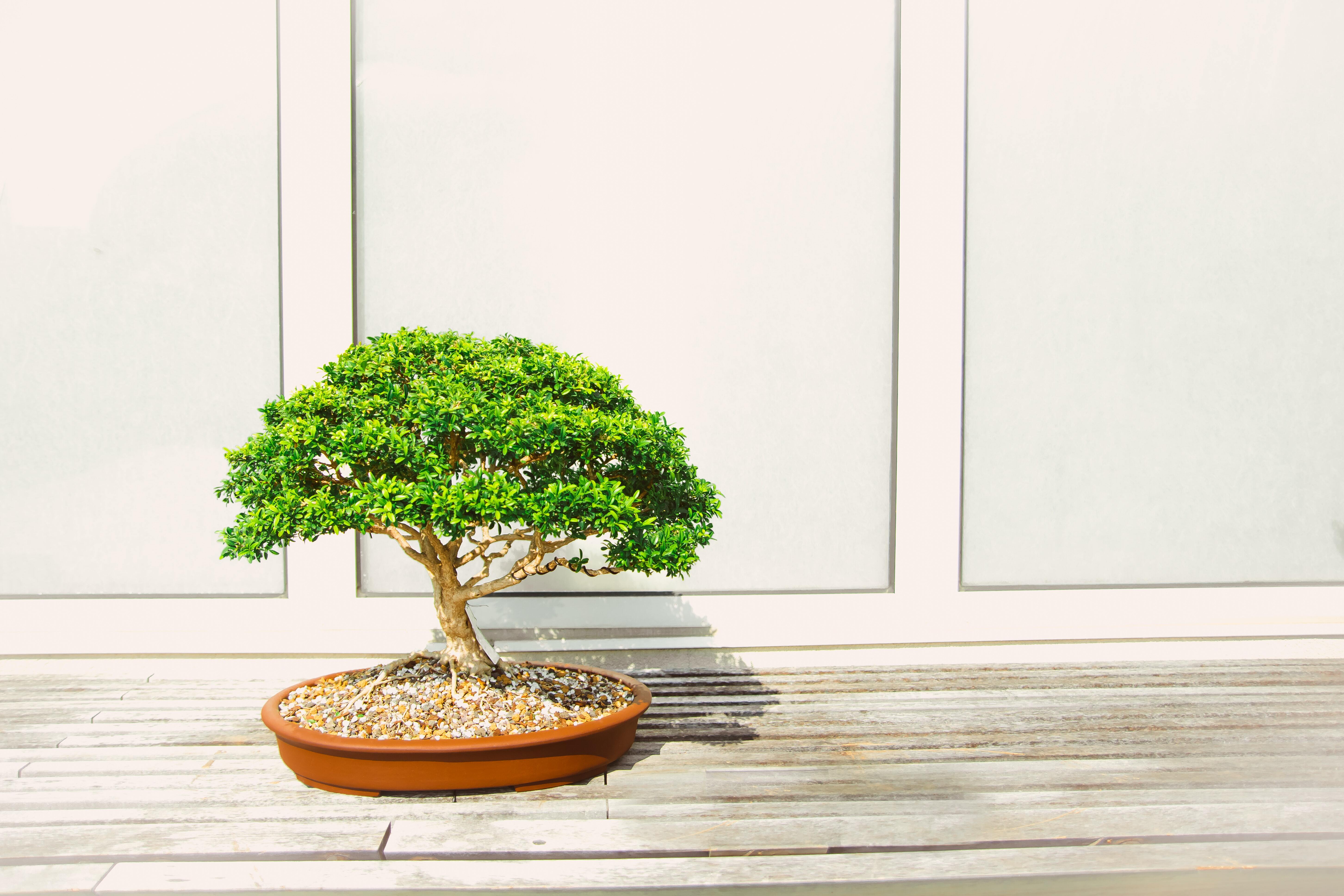 Bonsai For Beginners