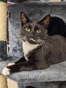 City of Columbia: City’s Pet of the Week: Milch (#A273390)