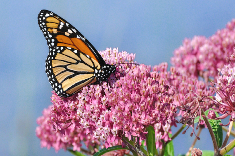 Garden Club of Fleming Island: Butterfly Release