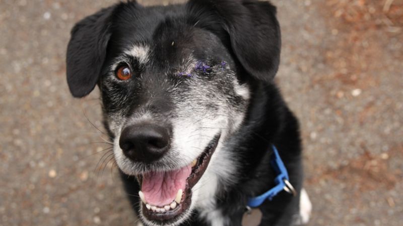 Valencia County announces a dog available for Adoption