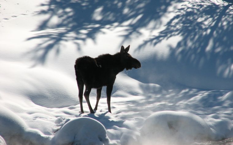 Recent Moose Sighting Prompts Change
