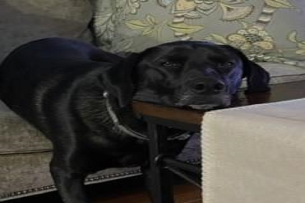 It’s your Dogs ticket Home!!! Beginning June 1st