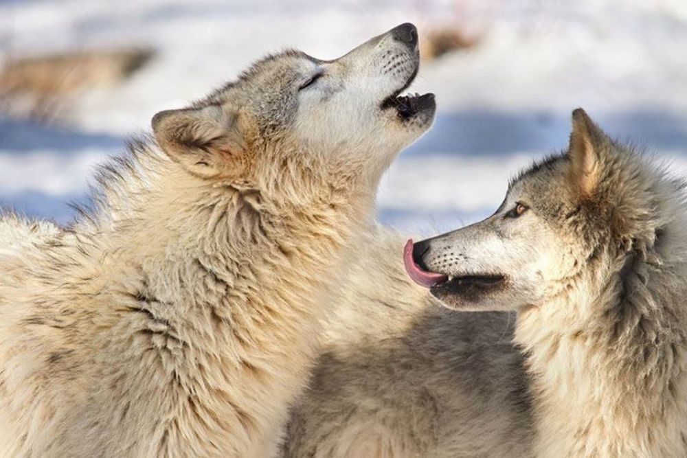 Wolf Feeding on December 19