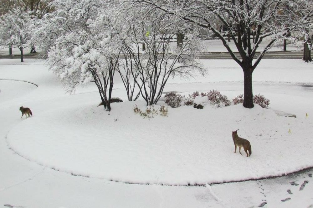 Aggressive Coyote at Sammamish Commons: Tips for Conflict Prevention