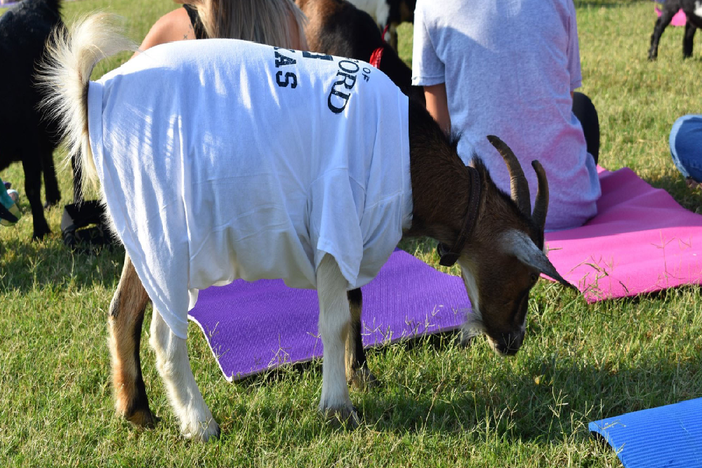 Goat Yoga Coming to Stormie Jones Park June 4