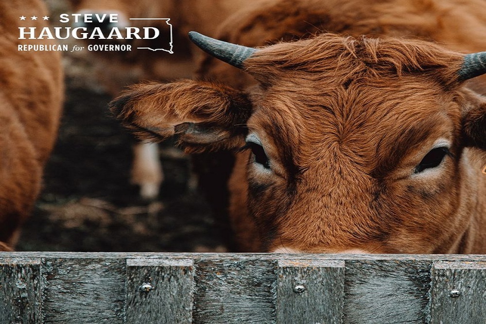 Steve Haugaard for Governor: Increase Our State’s Revenue Growth by Keeping Livestock Steve Haugaard for Governor: Increase Our State’s Revenue Growth by Keeping Livestock