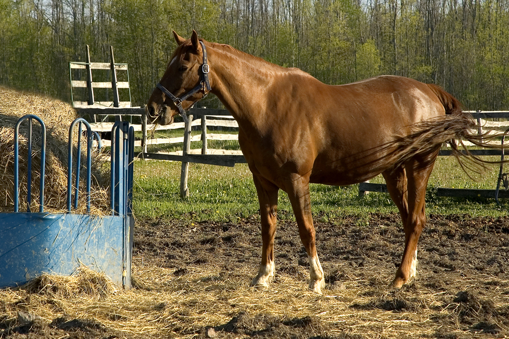 DARBY DAN FARM: Chalon by Dialed In wins the 0,000 Roamin Rachel Stakes at Parx! DARBY DAN FARM: Chalon by Dialed In wins the 0,000 Roamin Rachel Stakes at Parx!