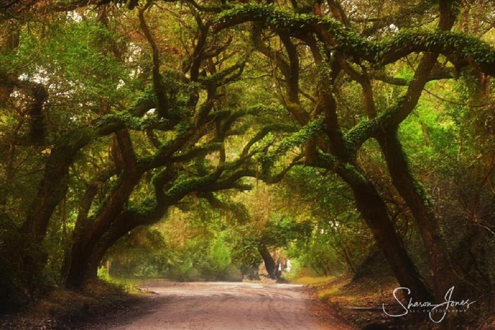 Edisto Chamber of Commerce: “The Most Photographed Road in SC: Botany Bay Rd at Botany Bay Plantation