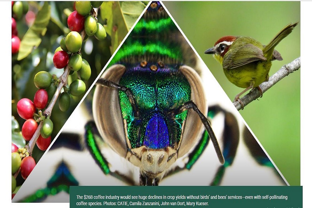 The University Of Vermont : The Secret to Better Coffee? The Birds and the Bees