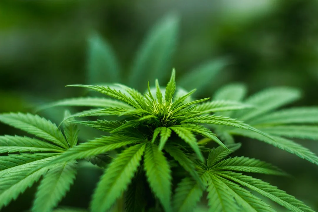 FAU Study First To Show Statewide Cannabis-Related Deaths In Florida