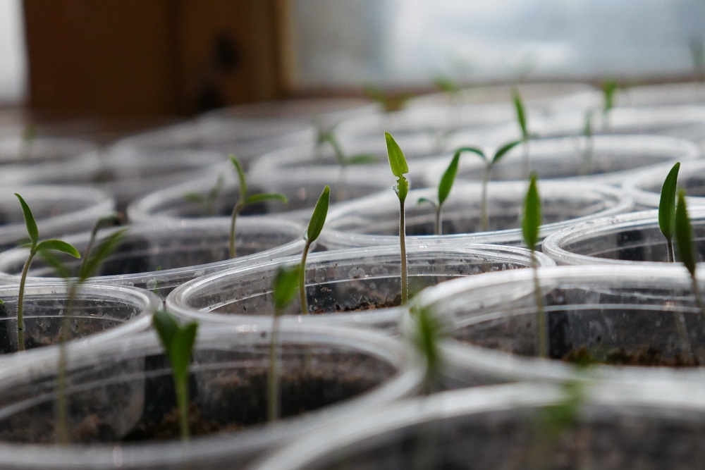Haleyville Public Library is now offering seeds for planting. Haleyville Public Library is now offering seeds for planting.