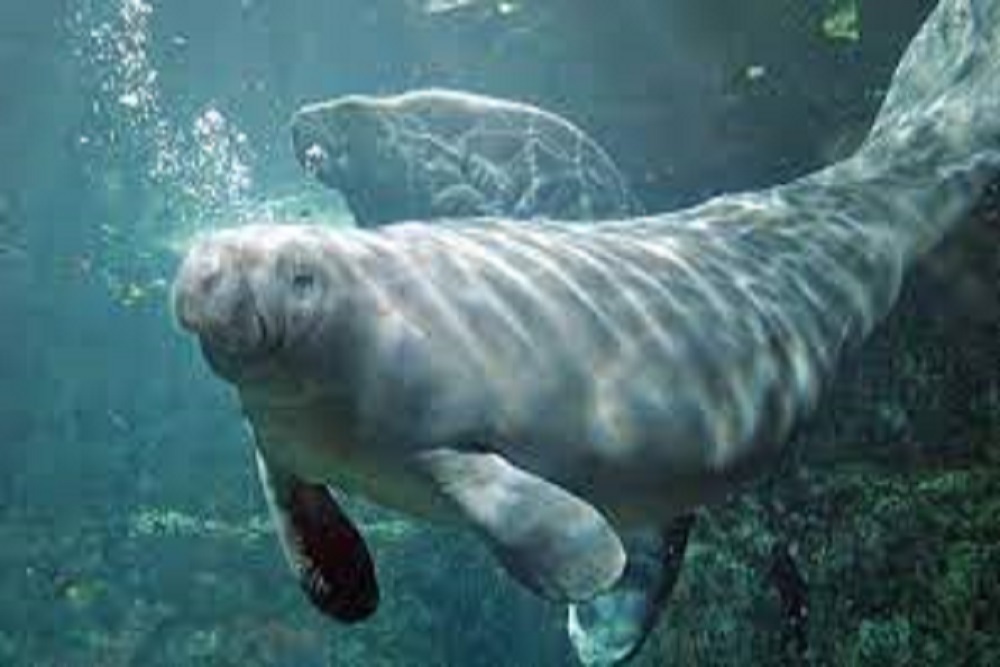 FAYETTEVILLE-CUMBERLAND PARKS AND RECREATION: Call of The Wild