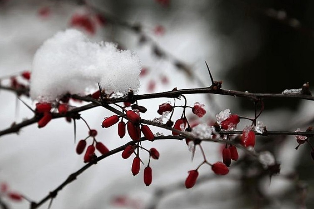 Blue Ridge PRISM Webinar – Winter Activities for Invasive Plant Control on January 5 Blue Ridge PRISM Webinar – Winter Activities for Invasive Plant Control on January 5