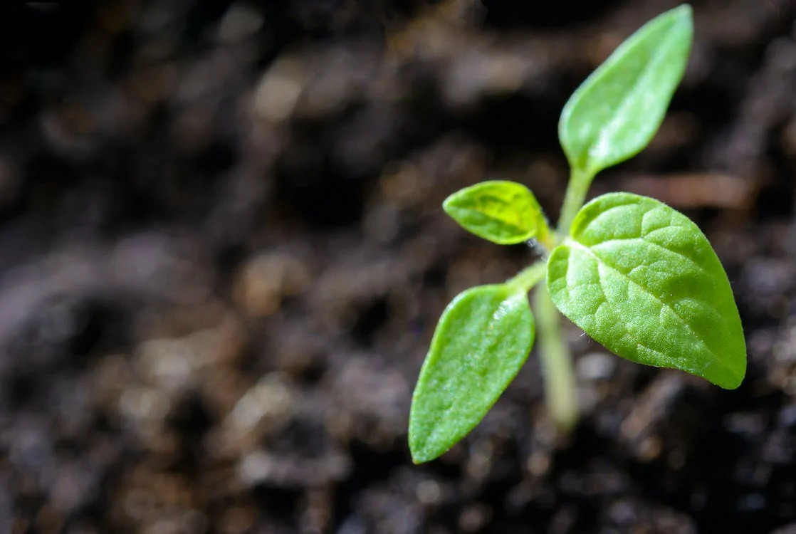 Town of Davie to Host Gardening Workshop Series