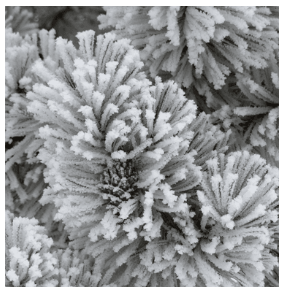 Christmas tree disposal Christmas tree disposal