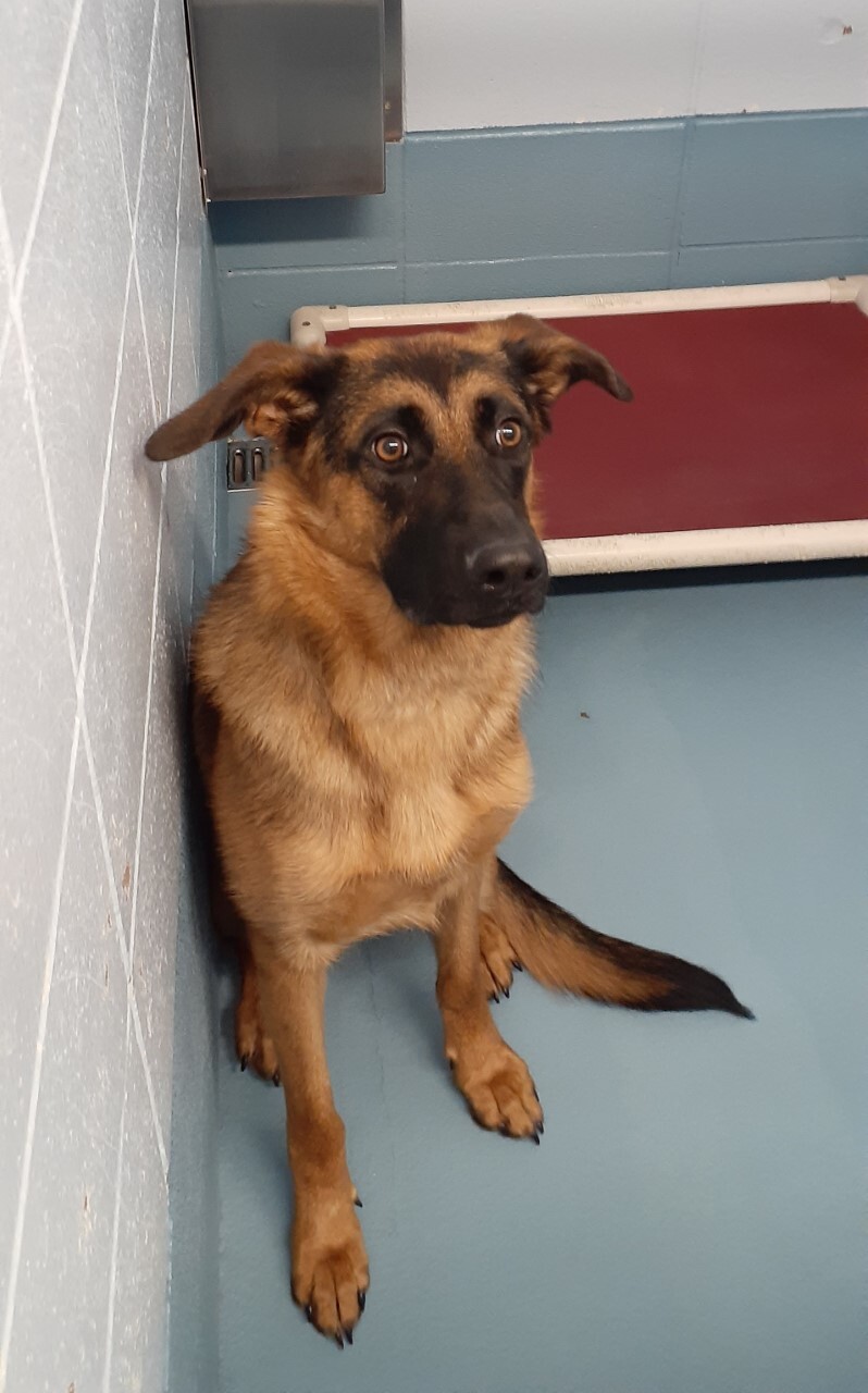 Missoula Animal Control: Help This Pet to be Reunited With Their Owrners