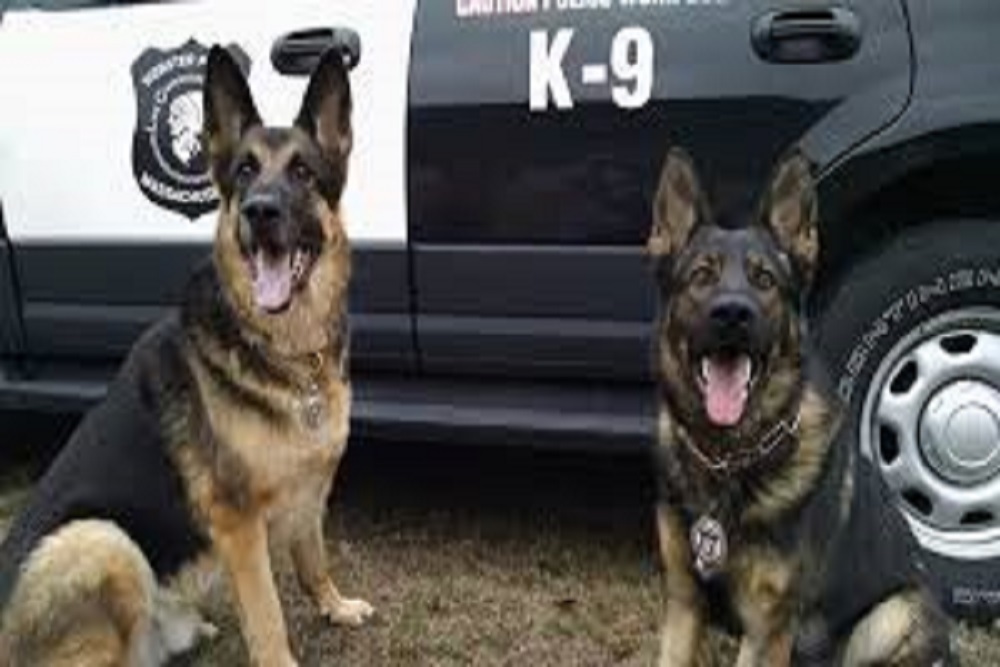 HOLLY RIDGE POLICE DEPARTMENT: K9 Razmus to get donation of body armor