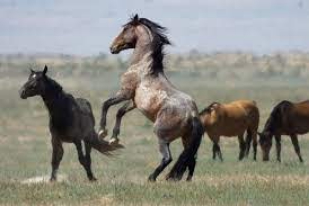 Hidden Ponds Horse Rescue: Barrel Racing on April 17, 2022