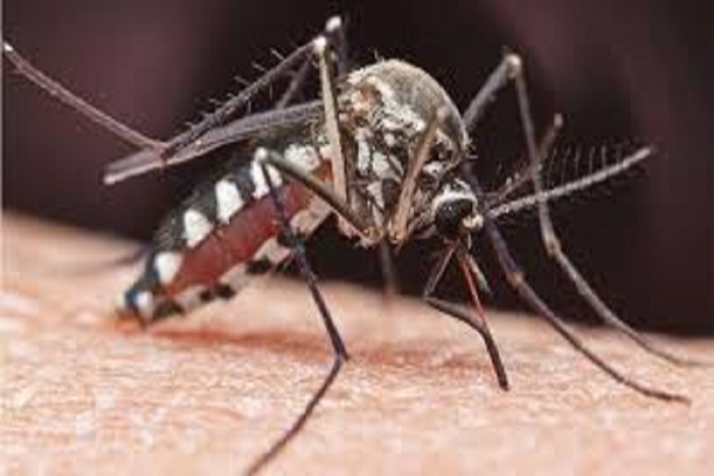 COUNTY OF GASTON: DHHS Trapping Mosquitoes for Identification and Prevention