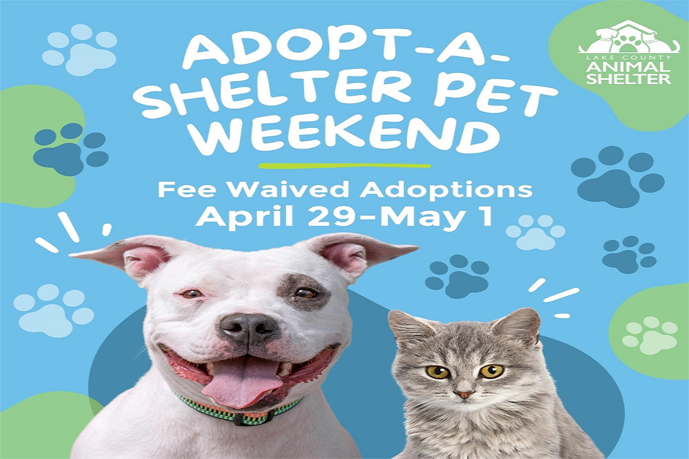 Lake County Animal shelter to waive adoption fees for adopt a shelter pet weekend