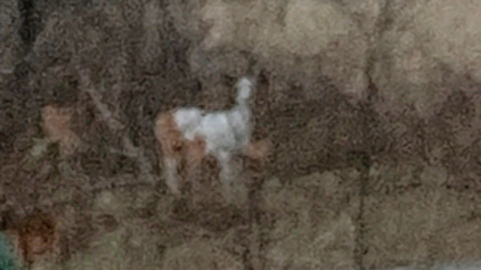 Who doesn’t love a grainy mystery critter photo
