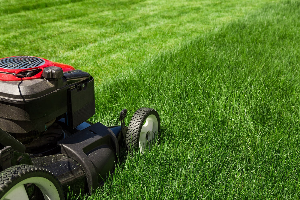 Summer Lawn Care Guide