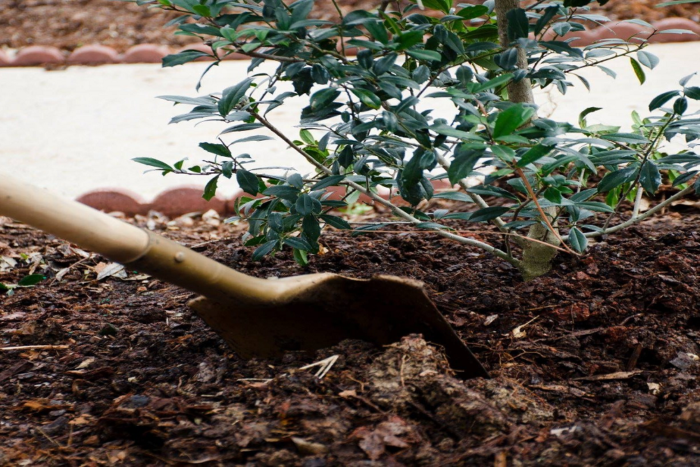 City Beautification and Tree Board Workshop on June 9