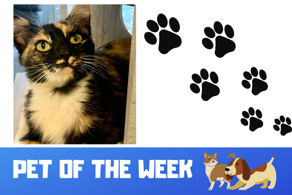 Pet of the Week: Patsy Pet of the Week: Patsy