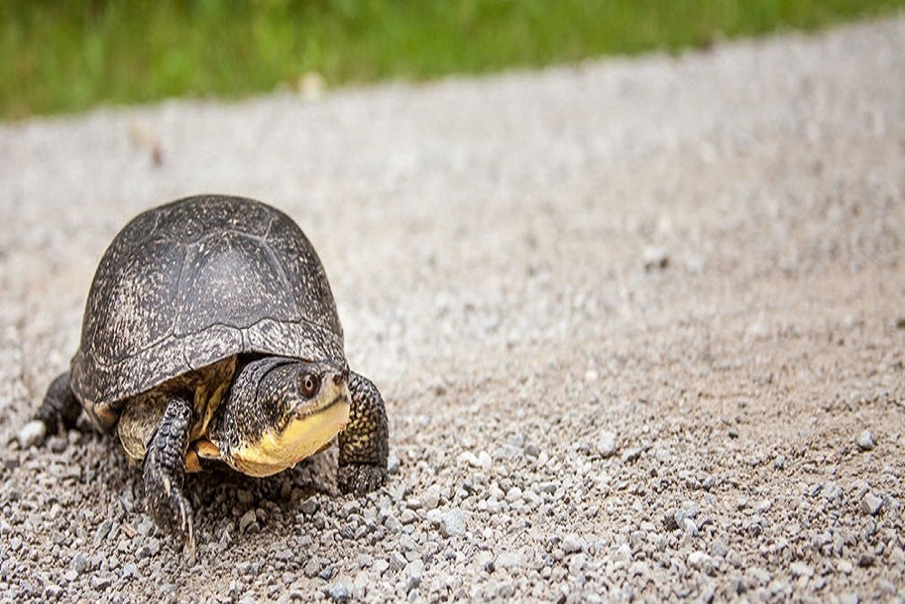 Turtles On The Roadway Need Your Help