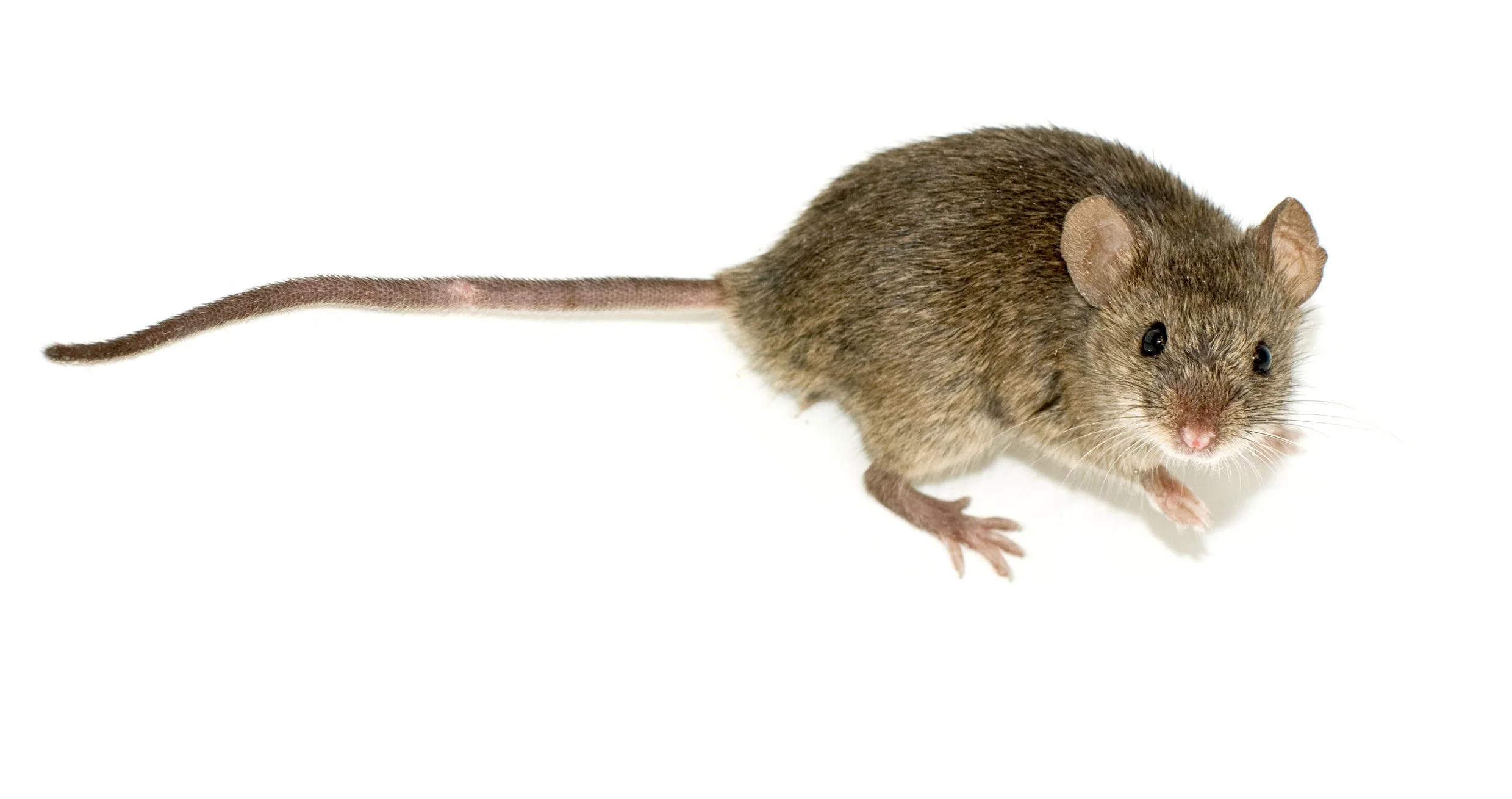 Mice - Wikipedia Mice - Wikipedia