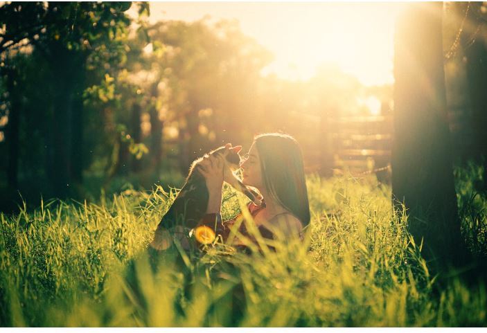 Senior male neutered basset hound coming up from Kentucky