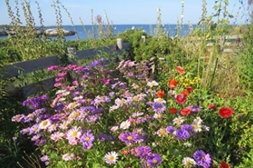 Celia Thaxter’s Island Garden Welcomes Visitors Back to the Isle of Shoals Celia Thaxter’s Island Garden Welcomes Visitors Back to the Isle of Shoals