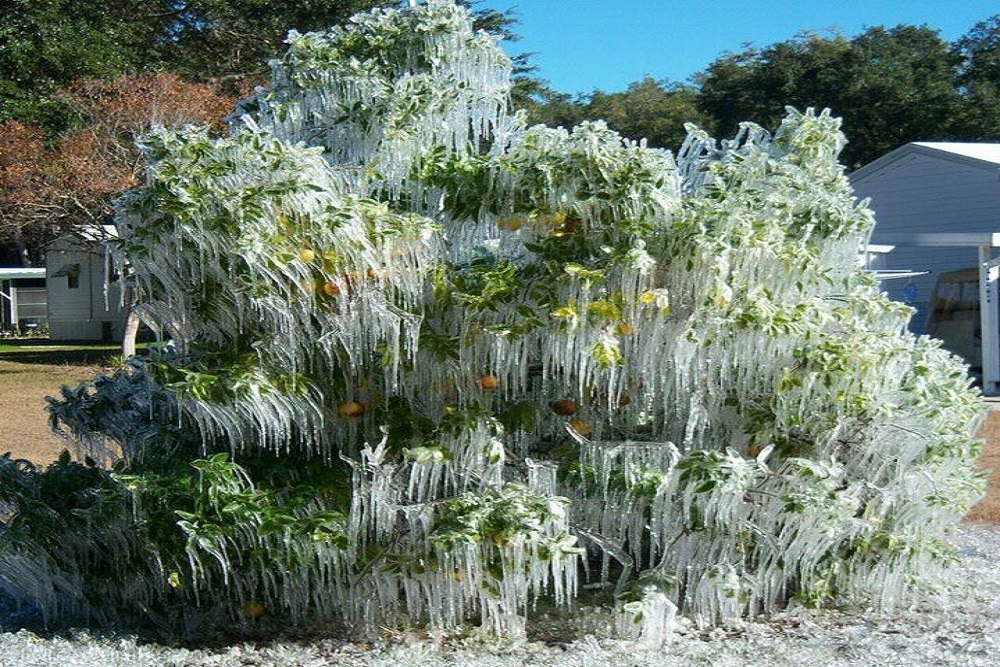 Tavares could see weekend hard freeze. Remember the 5 P’s of cold weather preparedness
