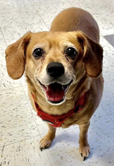 Animals Available for Adoption