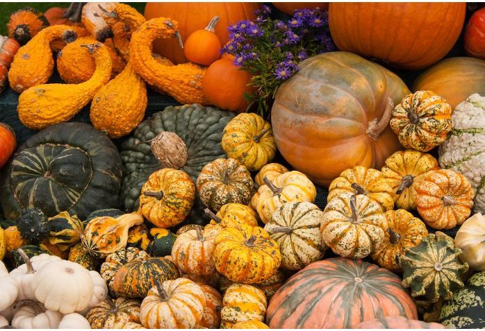 Vegetable Garden Planning for Community & Organic Gardeners: Master Gardener Presentation
