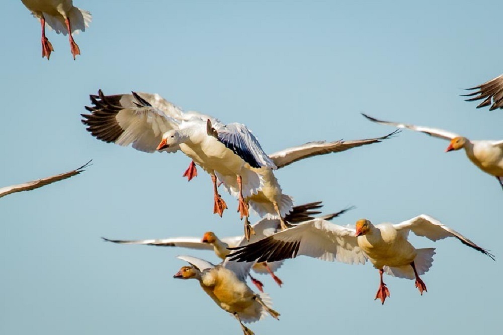 Waterfowl Weekend on November 26