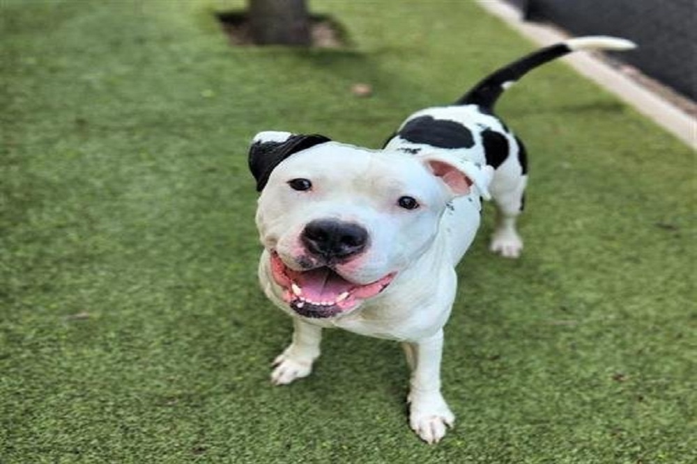 Free Microchip and Vaccination Clinic for Arlington Pets, Jan. 14, 2023