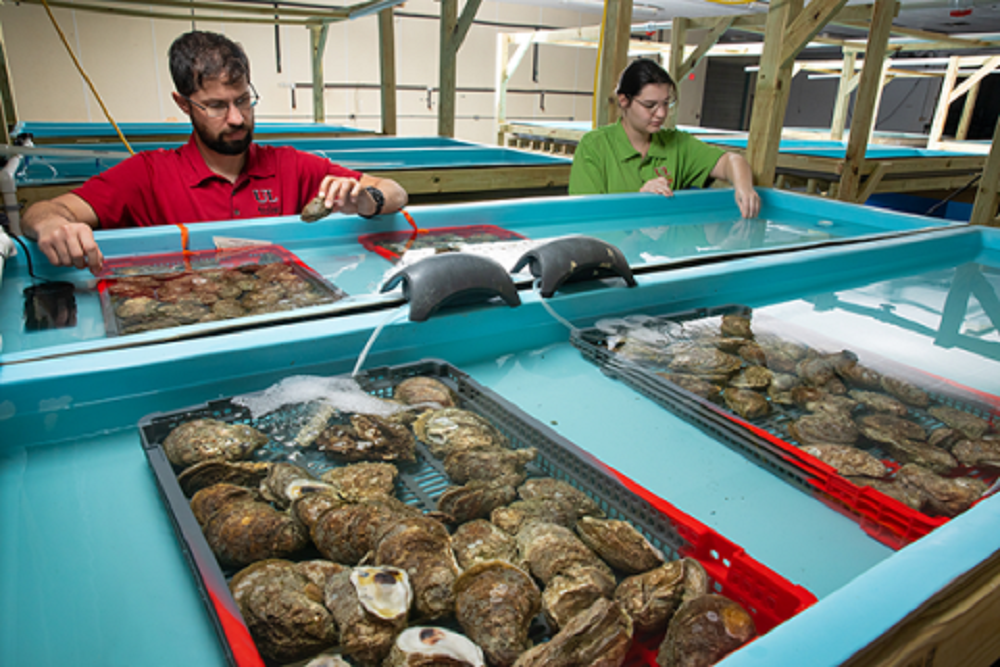 University leading  million effort to produce more resilient oysters