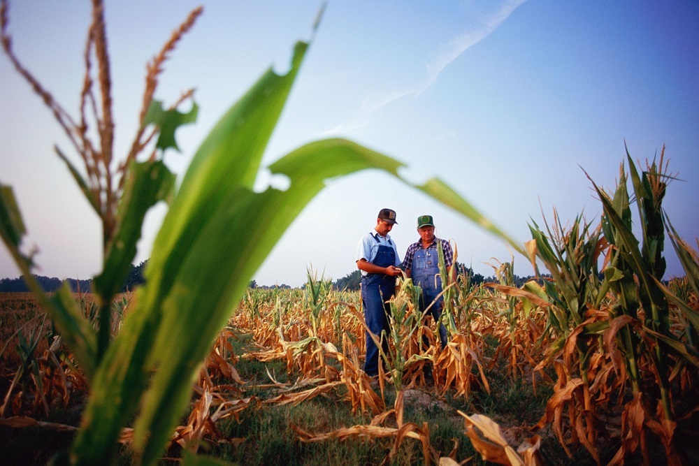 Research aims to increase crop drought tolerance using biotechnology