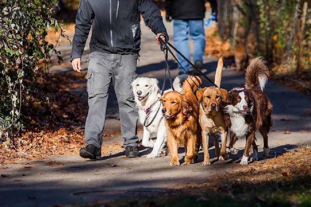 Pet Licensing And Dog Park Passes